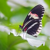 Black Butterfly_28158-60